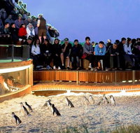 Small-Group Phillip Island Day Trip from Melbourne - Australia Accommodation