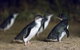 Small-Group Phillip Island Day Trip From Melbourne - thumb 1