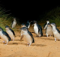 Private Tour to Phillip Island with Ranger Guided Experience - Australia Accommodation