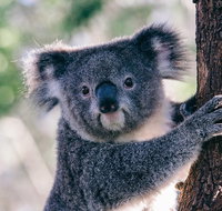 Private Tour Healesville Sanctuary Wildlife  Puffing Billy Steam Train - Australia Accommodation