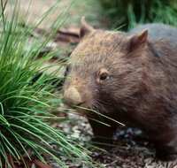 Private Nocturnal Wildlife Tour from Melbourne - Australia Accommodation