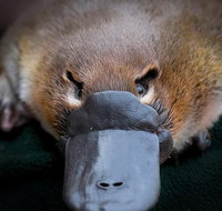 Meet a Platypus at Healesville Sanctuary - Australia Accommodation