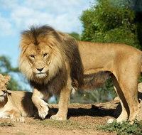 Werribee Open Range Zoo General Admission Ticket - Australia Accommodation