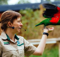 Puffing Billy Train Day Trip Including Healesville Sanctuary from Melbourne - Australia Accommodation
