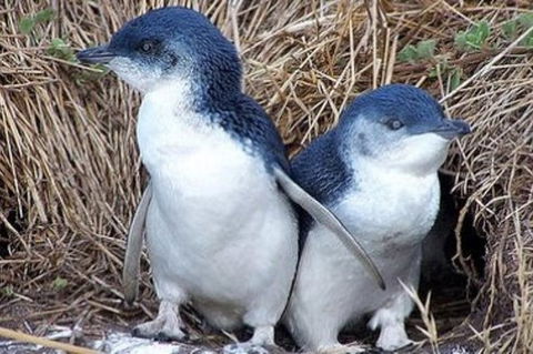 Day Tour Of Phillip Island Nature Parks & Penguins - Australia Accommodation 0