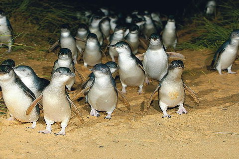 Day Tour Of Phillip Island Nature Parks & Penguins - Australia Accommodation 6