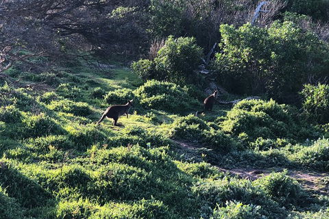 Day Tour Of Phillip Island Nature Parks & Penguins - Australia Accommodation 8