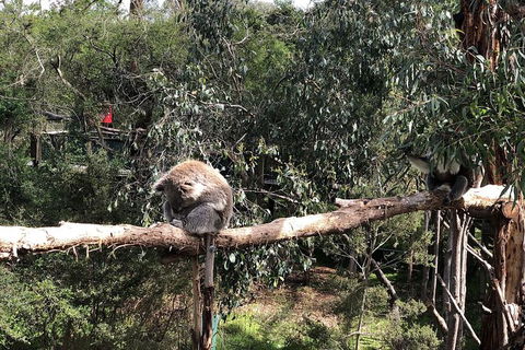 Day Tour Of Phillip Island Nature Parks & Penguins - Australia Accommodation 4