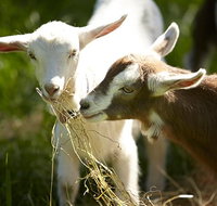 Mornington Peninsula Farm Produce Wine and Cider Tour - Australia Accommodation