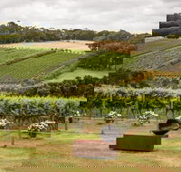Montalto Vineyard Mornington Peninsula Discovery Wine Tasting and Lunch - Australia Accommodation