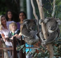 Australian Wildlife Tour at Melbourne Zoo - Australia Accommodation