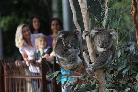 Australian Wildlife Tour At Melbourne Zoo - Australia Accommodation 0