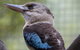 Australian Wildlife Tour At Melbourne Zoo - thumb 1