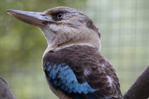 Australian Wildlife Tour At Melbourne Zoo - Australia Accommodation 1