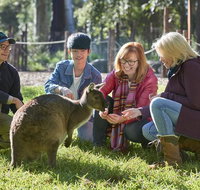 Australian Wildlife Experience at Healesville Sanctuary - Australia Accommodation