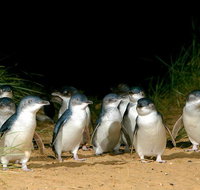 Phillip Island Penguin Brighton Beach Moonlit Sanctuary from Melbourne - Australia Accommodation