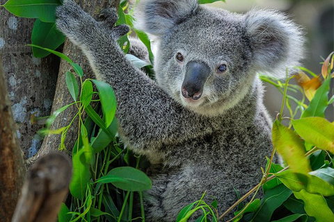 Phillip Island Hike And Aussie Wildlife Adventure - Australia Accommodation 1