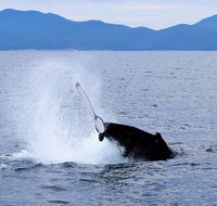 Wilsons Prom Whale Cruise - Australia Accommodation