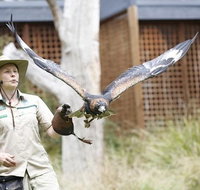 Healesville Sanctuary General Entry Ticket - Australia Accommodation