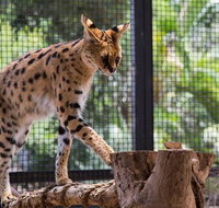 African Cat Encounter at Werribee Open Range Zoo - Australia Accommodation