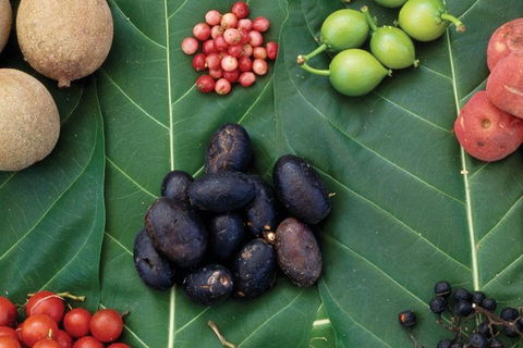 AUSTRALIAN NATIVE FOOD TOUR From Melbourne - Australia Accommodation 0