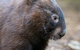 Healesville Sanctuary And Yarra Valley Day Trip From Melbourne - thumb 1