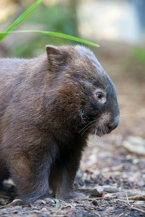 Healesville Sanctuary And Yarra Valley Day Trip From Melbourne - Australia Accommodation 1
