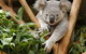 Healesville Sanctuary And Yarra Valley Day Trip From Melbourne - thumb 0