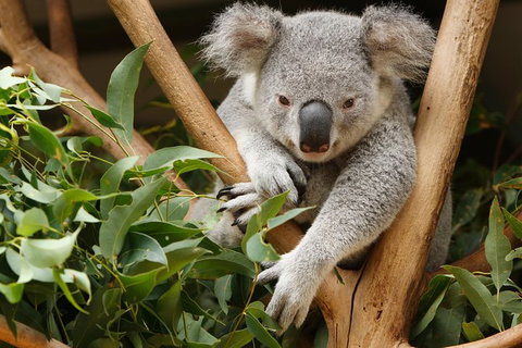 Healesville Sanctuary And Yarra Valley Day Trip From Melbourne - Australia Accommodation 2