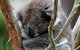 Healesville Sanctuary And Yarra Valley Day Trip From Melbourne - thumb 7