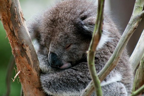 Healesville Sanctuary And Yarra Valley Day Trip From Melbourne - Australia Accommodation 7