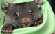 Healesville Sanctuary And Yarra Valley Day Trip From Melbourne - thumb 9