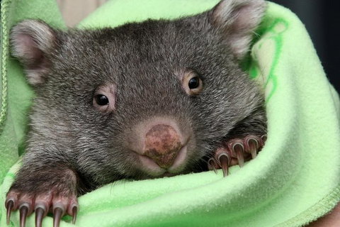 Healesville Sanctuary And Yarra Valley Day Trip From Melbourne - Australia Accommodation 9