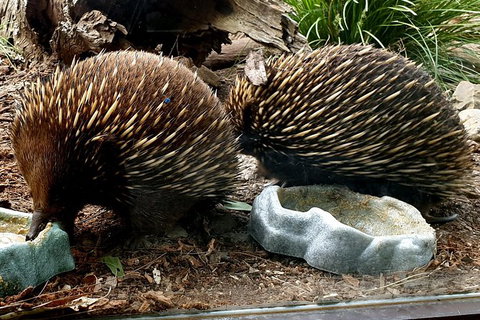 Healesville Sanctuary And Yarra Valley Day Trip From Melbourne - Australia Accommodation 3