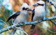 Healesville Sanctuary And Yarra Valley Day Trip From Melbourne - thumb 5