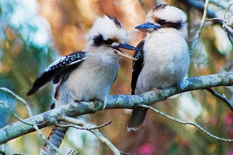 Healesville Sanctuary And Yarra Valley Day Trip From Melbourne - Australia Accommodation 5