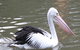 Healesville Sanctuary And Yarra Valley Day Trip From Melbourne - thumb 6