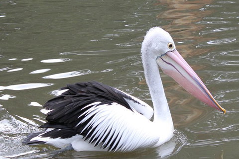 Healesville Sanctuary And Yarra Valley Day Trip From Melbourne - Australia Accommodation 6