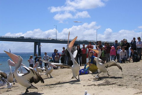 Cape Woolamai Sightseeing Cruise From San Remo - Australia Accommodation 8