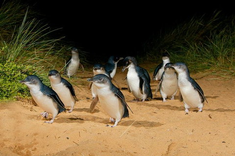 Private Phillip Island Tour With One-Way Helicopter Transfer - Australia Accommodation 1