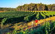Private Winery Tour: Yarra Valley Boutique Wine Trails From Melbourne - thumb 1