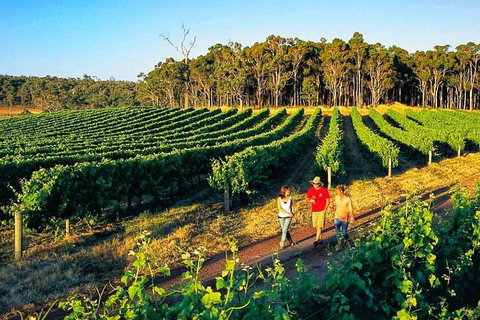 Private Winery Tour: Yarra Valley Boutique Wine Trails From Melbourne - Australia Accommodation 1