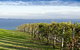 Around The Bay Food And Wine Taste Trail - thumb 5