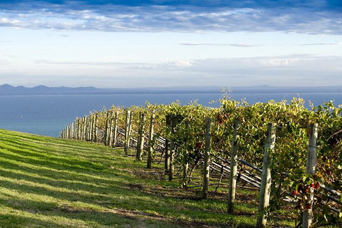Around The Bay Food And Wine Taste Trail - Australia Accommodation 5