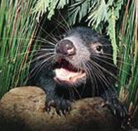 Hobart Shore Excursion Half Day Bonorong Wildlife Park with Richmond Tour - Australia Accommodation