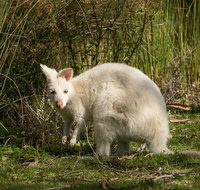 Bruny Island premium private photo-oriented day tour from Hobart - Australia Accommodation