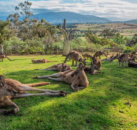 Shore Excursion Hobart's Best In Half A Day - Australia Accommodation