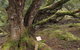 Cradle Mountain National Park Day Tour From Launceston - thumb 16