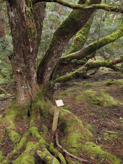 Cradle Mountain National Park Day Tour From Launceston - Australia Accommodation 16