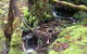 Cradle Mountain National Park Day Tour From Launceston - thumb 7